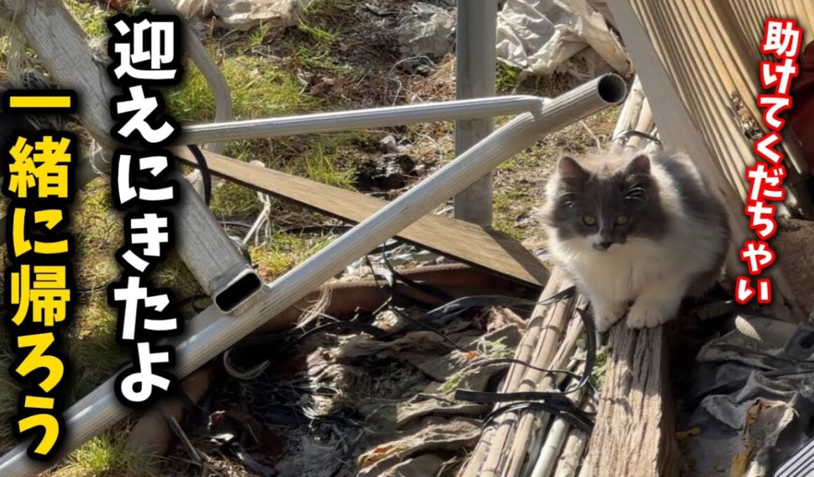 ビニールハウスに住み着いた子猫4匹を保護しました