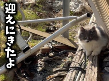 ビニールハウスに住み着いた子猫4匹を保護しました