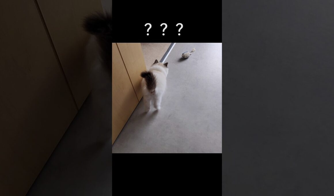 #shorts #ラグドール #子猫 #猫のいる生活 #甘えん坊猫 #ぬいぐるみ猫