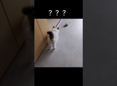 #shorts #ラグドール #子猫 #猫のいる生活 #甘えん坊猫 #ぬいぐるみ猫