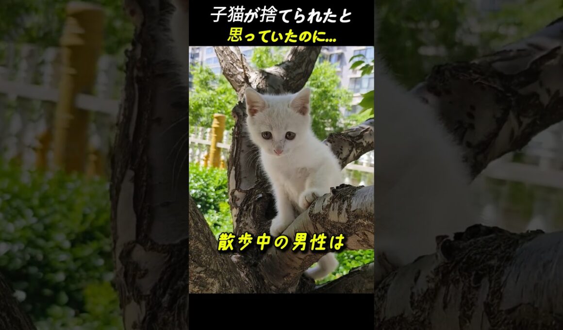 子猫が捨てられたと 思っていたのに...