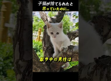 子猫が捨てられたと 思っていたのに...