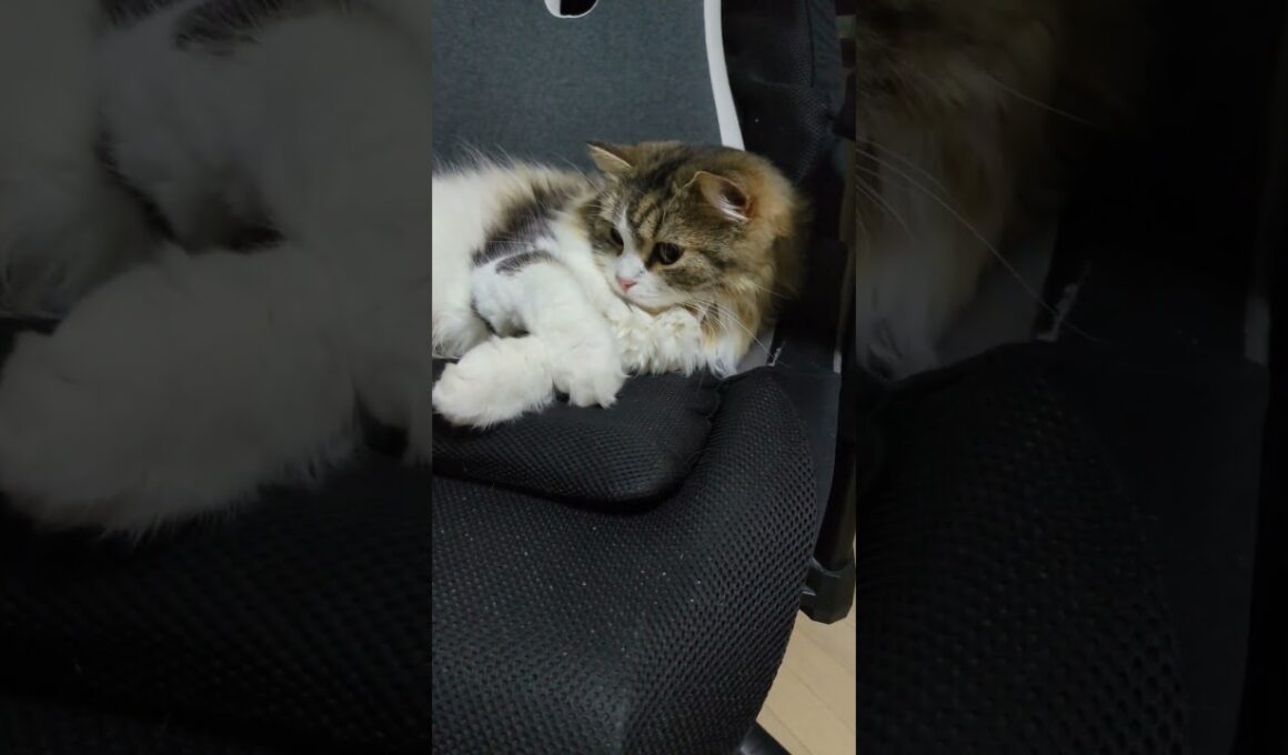 手があくびのスイッチになってる猫 #スコティッシュフォールド