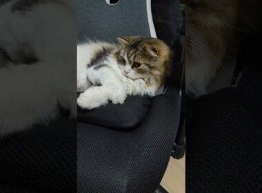 手があくびのスイッチになってる猫 #スコティッシュフォールド