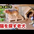 いなくなった子猫を探す老犬
