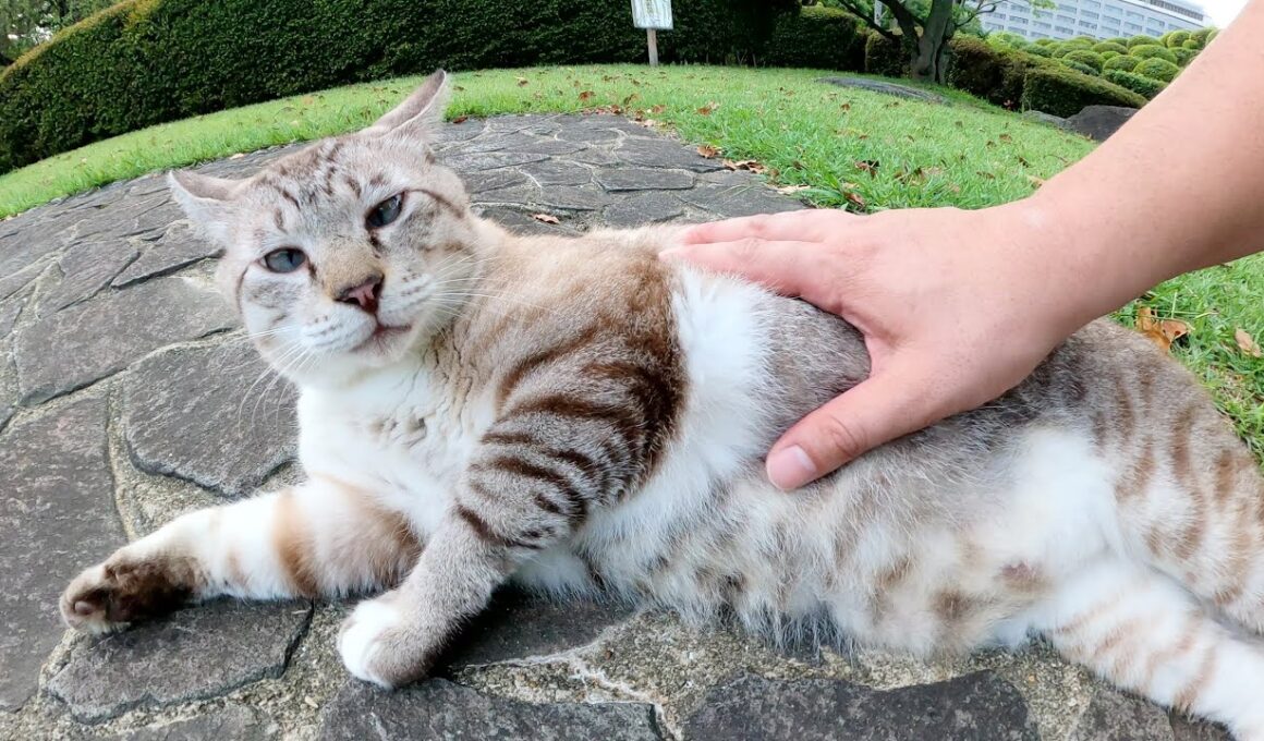寄り目のシャム猫がトコトコとモフられにやってきた