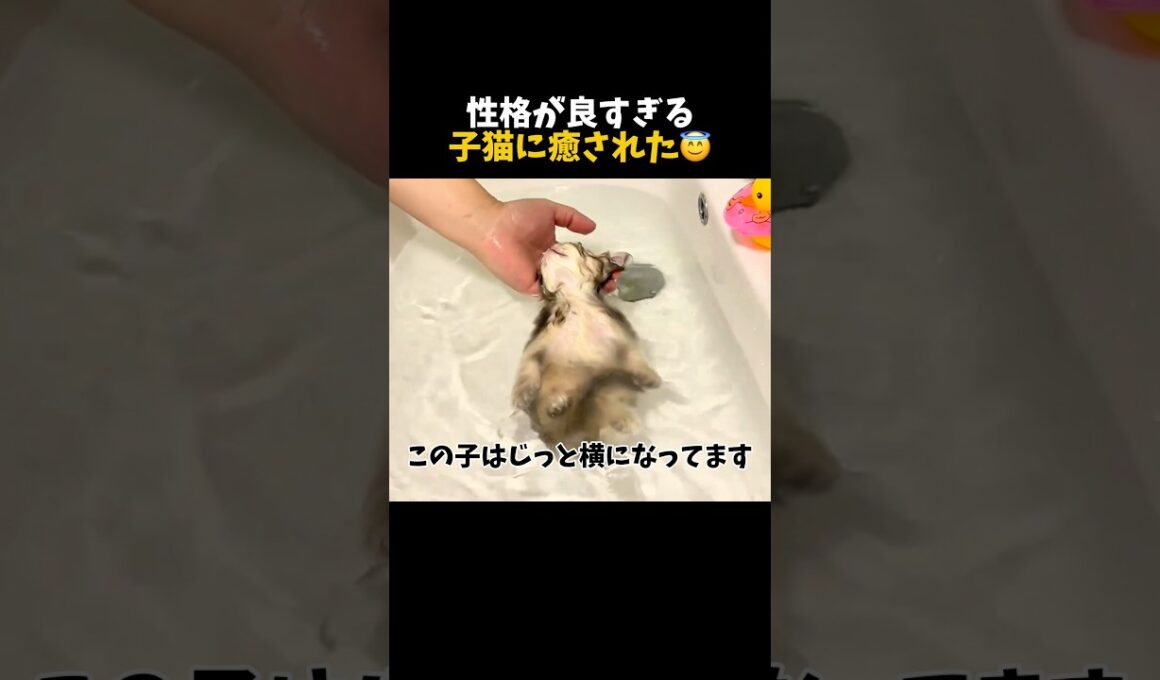この子猫は天使すぎます🐈🪽