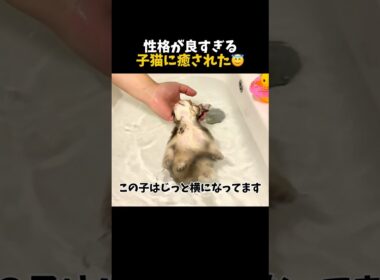 この子猫は天使すぎます🐈🪽