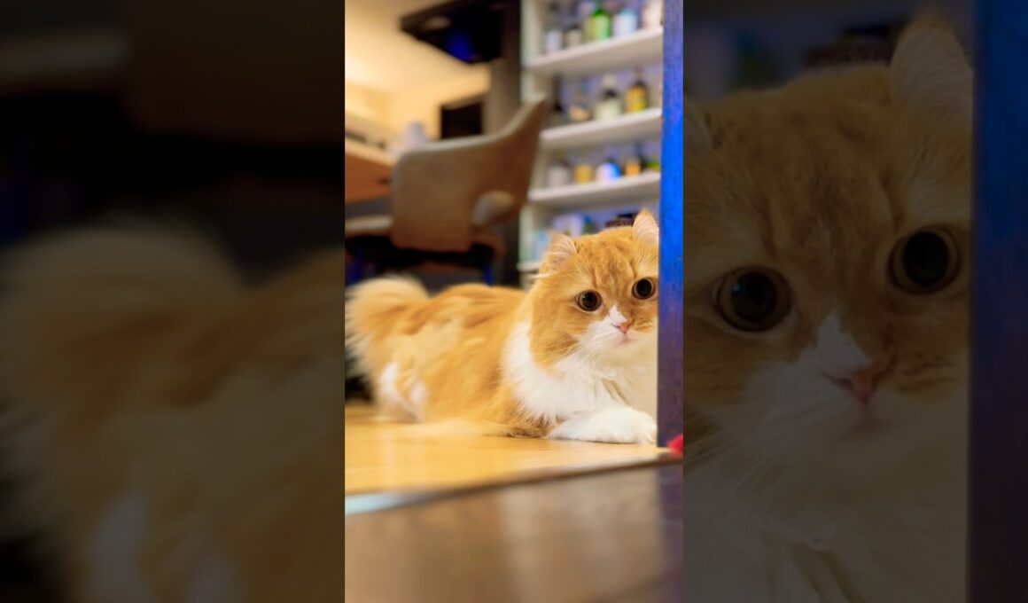 #猫 #猫のいる暮らし #アメリカンカール #cat #llovetype16