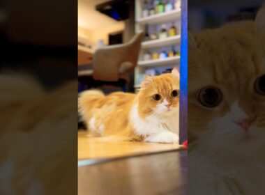 #猫 #猫のいる暮らし #アメリカンカール #cat #llovetype16