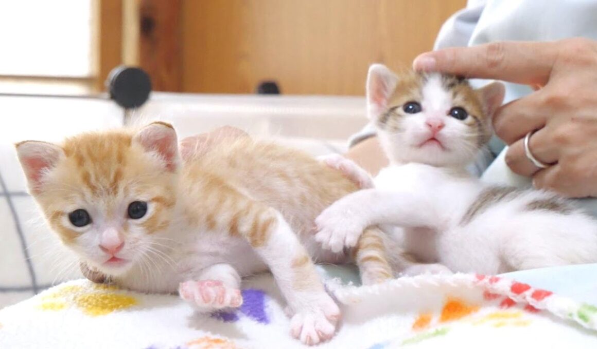 お姉ちゃんを好き過ぎる弟子猫に困惑しちゃう姉子猫【赤ちゃん猫　保護猫】