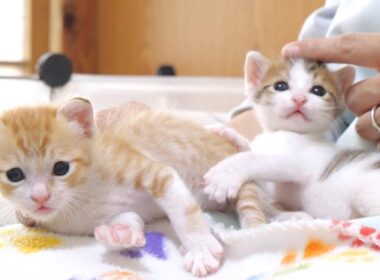 お姉ちゃんを好き過ぎる弟子猫に困惑しちゃう姉子猫【赤ちゃん猫　保護猫】