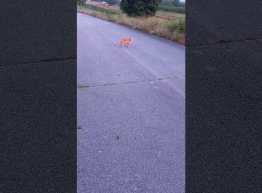 ŽUTI MAČAK - HEROJ ULICE