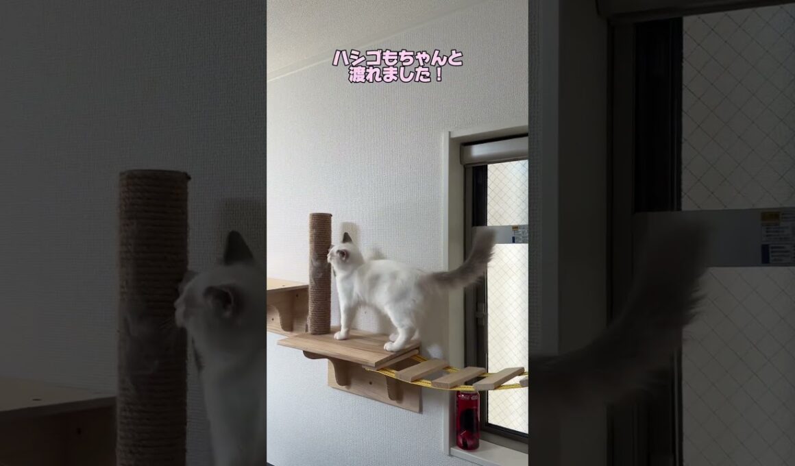 ラグドールのまおくん。初めてのキャットウォーク！ #ノルウェージャンフォレストキャット #猫のいる暮らし #猫のいる生活 #cat #ラグドール