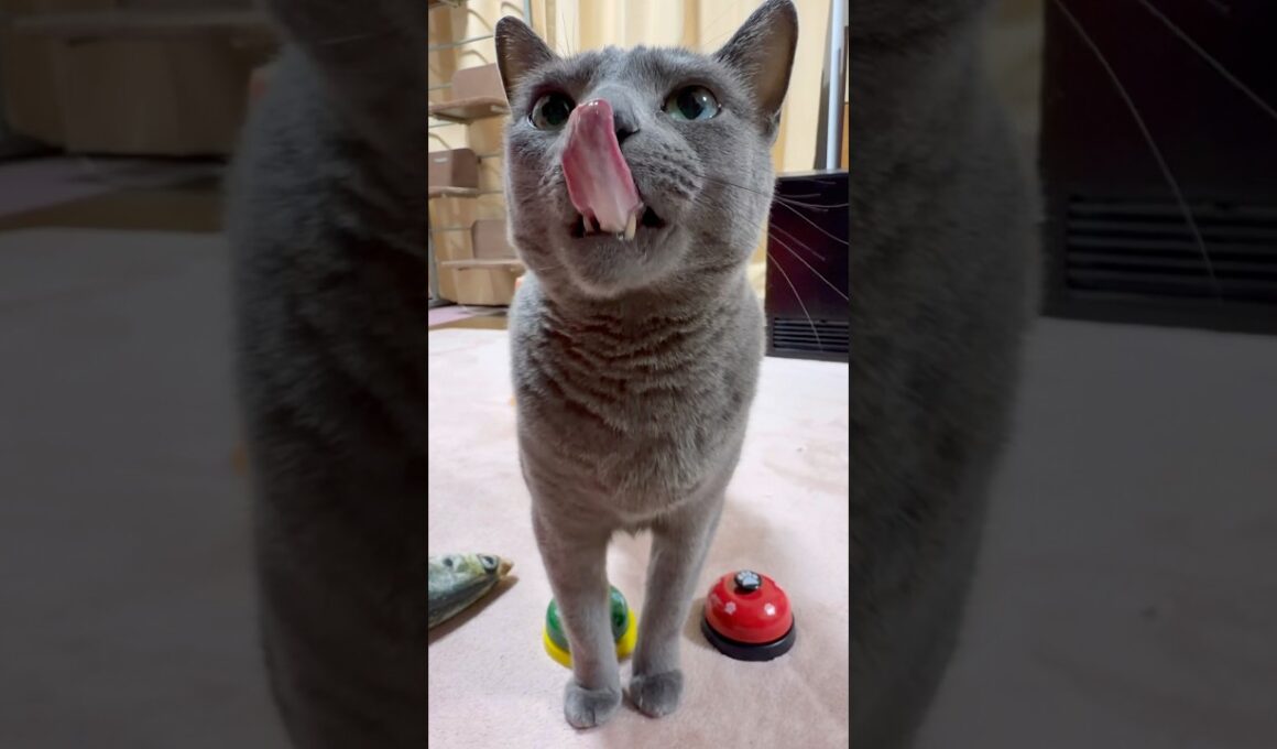 【ロシアンブルー】今朝のめろん...おねだりベル🛎️不調の日😗こんな日もあるね🥹【猫】#shorts