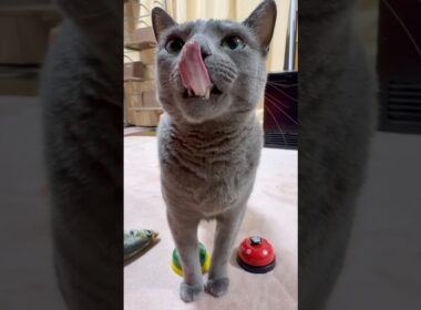 【ロシアンブルー】今朝のめろん...おねだりベル🛎️不調の日😗こんな日もあるね🥹【猫】#shorts