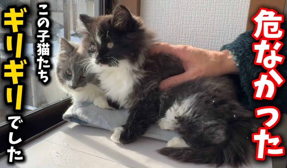 朝起きてビックリ！子猫たち本当にギリギリの状況でした