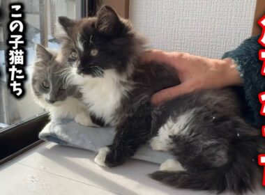 朝起きてビックリ！子猫たち本当にギリギリの状況でした