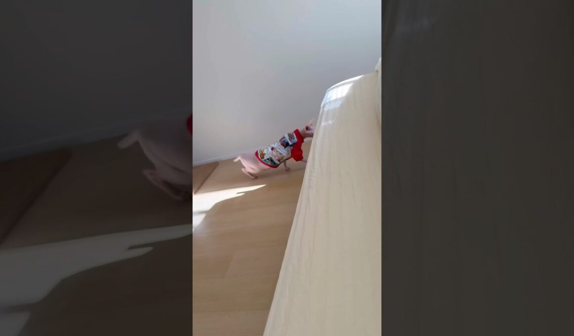 服を着ると忍び足になる猫アレクサンドラ【スフィンクス】