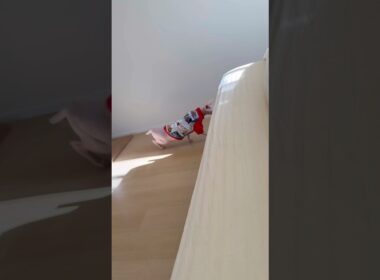 服を着ると忍び足になる猫アレクサンドラ【スフィンクス】