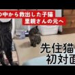 【子猫保護】壁の中から救出した子猫、里親さんの元へ