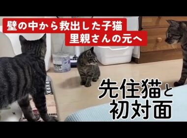 【子猫保護】壁の中から救出した子猫、里親さんの元へ