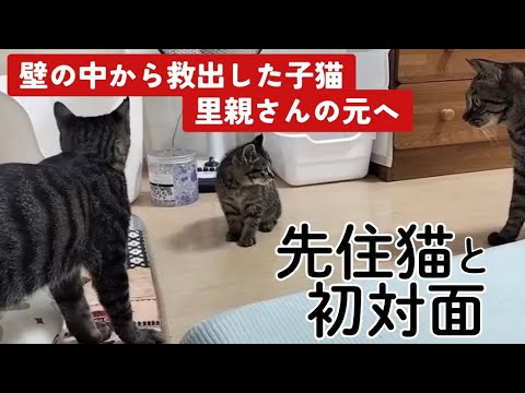 【子猫保護】壁の中から救出した子猫、里親さんの元へ
