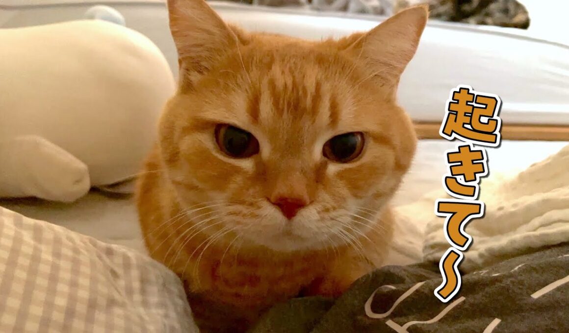 お腹を空かせてパパとママを交互に起こしに行く猫が可愛すぎる！