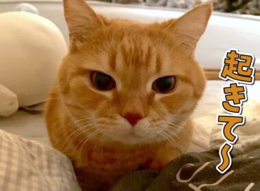 お腹を空かせてパパとママを交互に起こしに行く猫が可愛すぎる！