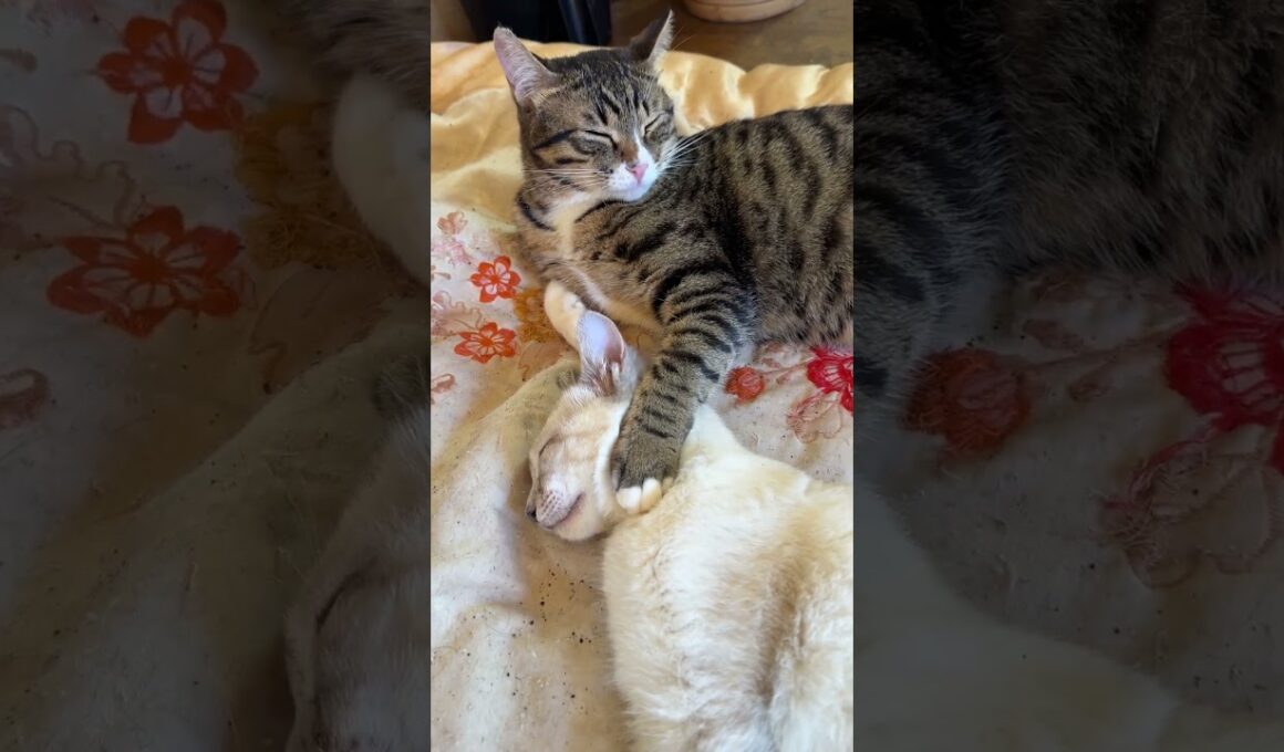 キジシロのルル。シャムの子ネコ雫の首に手を掛けて、ご満悦顔