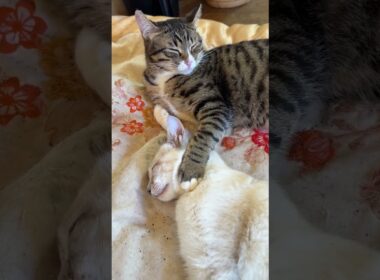 キジシロのルル。シャムの子ネコ雫の首に手を掛けて、ご満悦顔