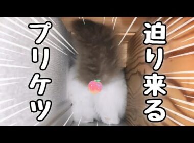 我が家のベッドの隙間を覗いてみると…｜ラグドール子猫
