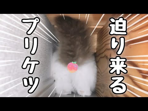 我が家のベッドの隙間を覗いてみると…｜ラグドール子猫