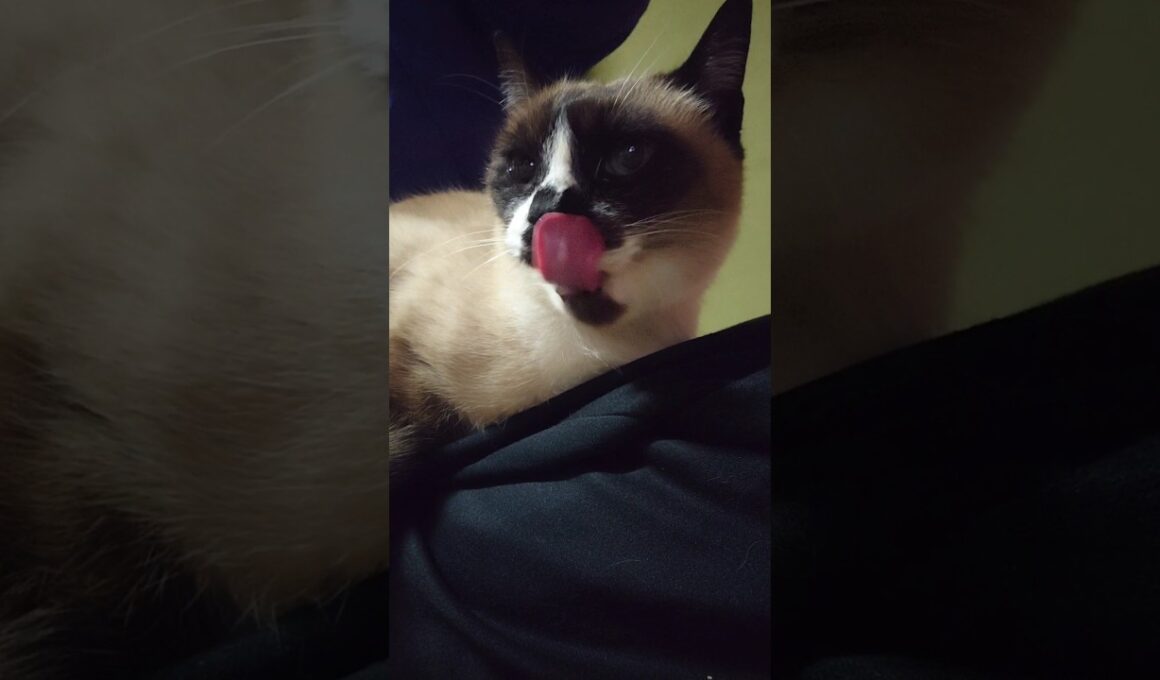 膝の上で おやつ。#猫 #ねこ #cat #シャム猫 #Shorts