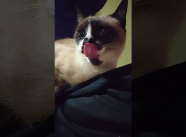 膝の上で おやつ。#猫 #ねこ #cat #シャム猫 #Shorts