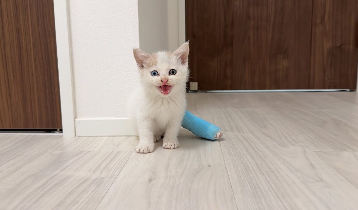 足を骨折してた生後1か月の子猫を保護して家に連れて帰ったら不安でこうなっちゃいました。
