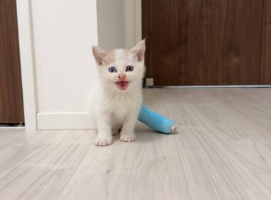 足を骨折してた生後1か月の子猫を保護して家に連れて帰ったら不安でこうなっちゃいました。