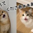 お風呂場に入りたい2匹の猛烈アピールに困っていますw