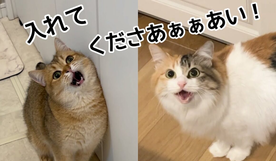 お風呂場に入りたい2匹の猛烈アピールに困っていますw