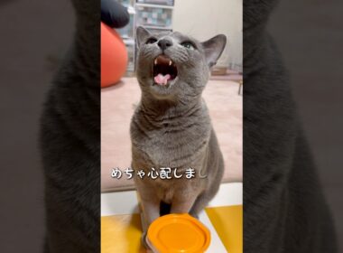 【ロシアンブルー】めろん🍈昨日は心配しましたが...今朝もいつも通り元気です🥹【猫】#shorts