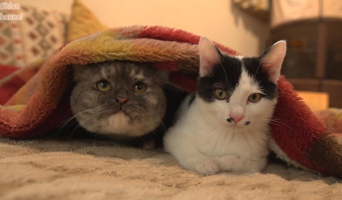 すっかりホカぺの虜になってしまった猫たち