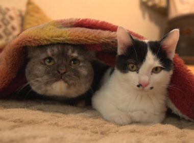 すっかりホカぺの虜になってしまった猫たち