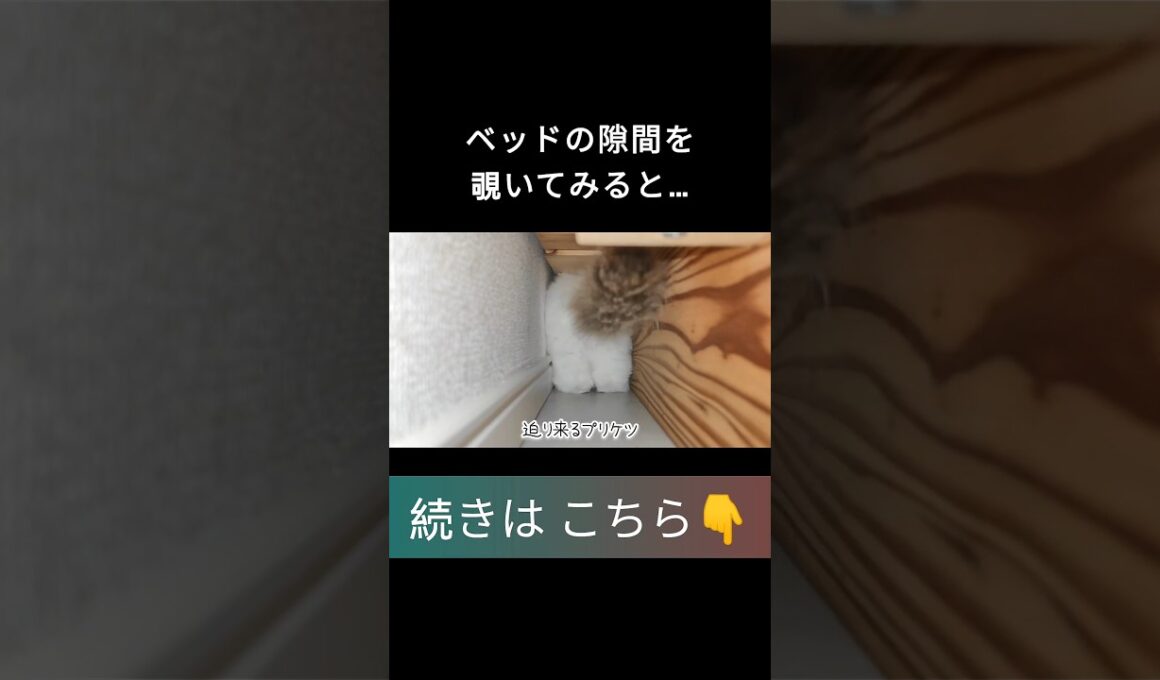 #shorts #ラグドール #子猫 #甘えん坊猫 #ぬいぐるみ猫 #ragdollcat