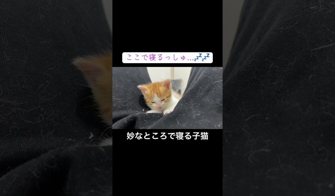 妙なところで寝落ちする子猫💤💤💤 #cat  #猫  #ねこ  #保護猫 #cute #猫のいる暮らし #子猫 #kitten #shorts  #こねこ