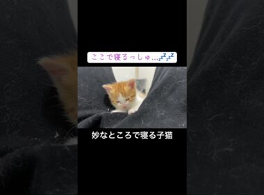 妙なところで寝落ちする子猫💤💤💤 #cat  #猫  #ねこ  #保護猫 #cute #猫のいる暮らし #子猫 #kitten #shorts  #こねこ