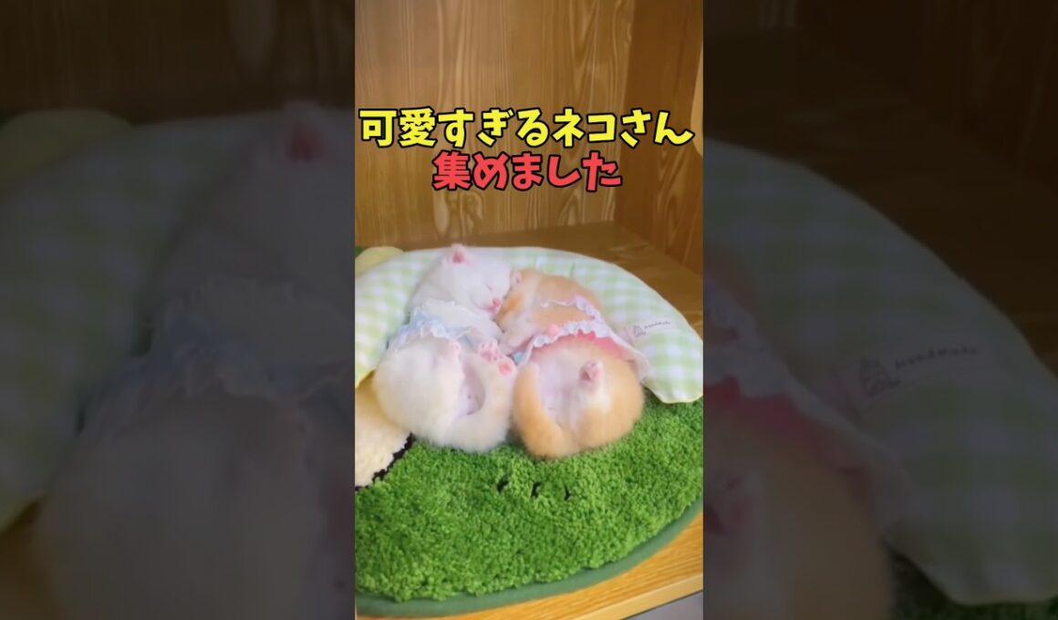 絶対ストレス忘れる猫映像#猫　#猫のいる暮らし　#猫動画　#ねこ　#可愛い　#かわいい　#可愛すぎる　#2ch　#癒し　#ペット　#動物　#2ch 　#shorts