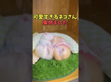 絶対ストレス忘れる猫映像#猫　#猫のいる暮らし　#猫動画　#ねこ　#可愛い　#かわいい　#可愛すぎる　#2ch　#癒し　#ペット　#動物　#2ch 　#shorts