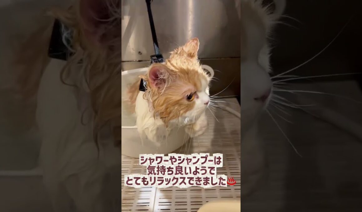 トリミングコースご利用☆ラガマフィン　ラルちゃん #cat #猫のいる暮らし #長毛