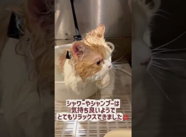トリミングコースご利用☆ラガマフィン　ラルちゃん #cat #猫のいる暮らし #長毛