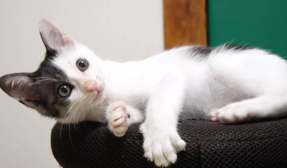 消えた猫じゃらしに子猫が駄々をこねてみる？【赤ちゃん猫　保護猫】